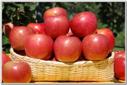 히로사끼 선물용5kg(14과내)