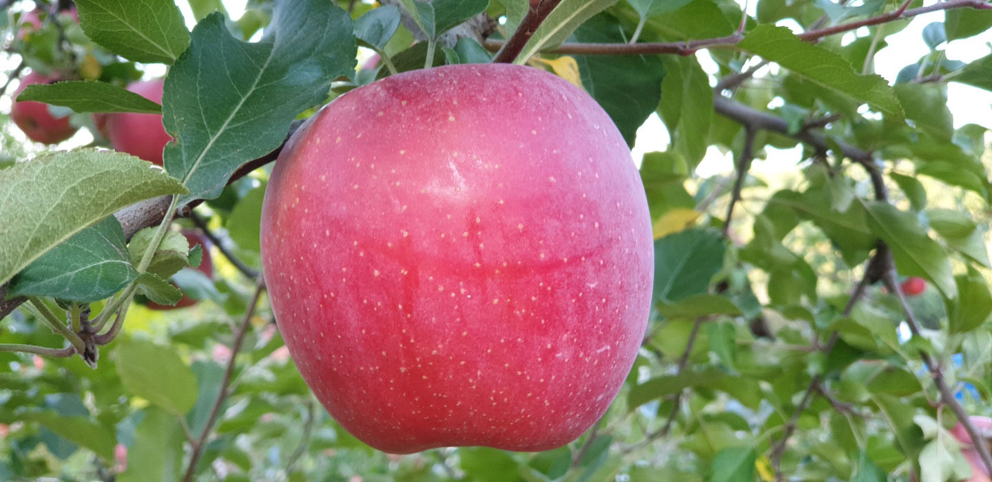 둘리네마루사과 메인1